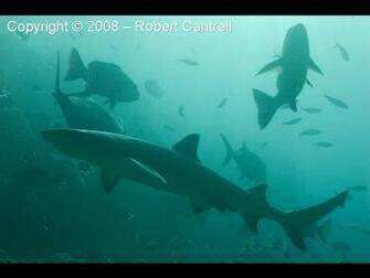 Kb Jpeg Shark S Lagoon X Gif Sherman