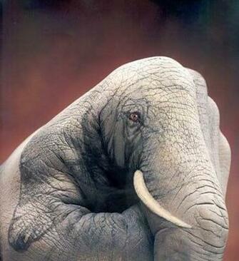 Post Subject Amazing Optical Illusions