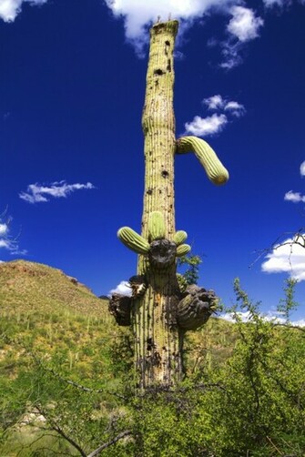 Tall Cactus Wallpaper Pin It