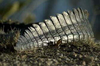 Alligator Tail By Salsolastock