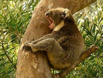 Koala HD Wallpaper Pictures Image Background