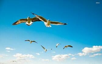 Seagull Wallpaper