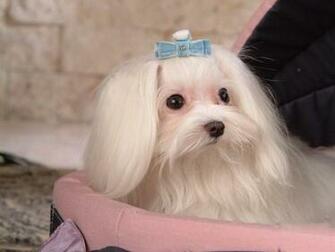 Maltese Dogs Wallpaper