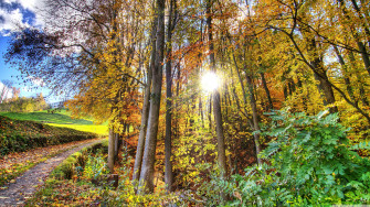 Sunlighted Forest HDr 4k HD Desktop Wallpaper For