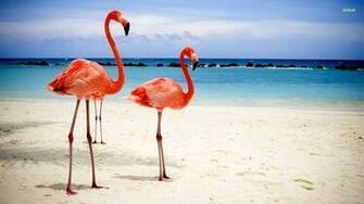 Flamingos Wallpaper