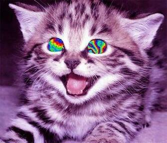 Trippy Kitty Cats