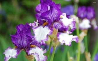 Iris Wallpaper Flower