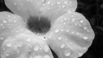 Flower Wallpaper HD Black And White Widescreen For