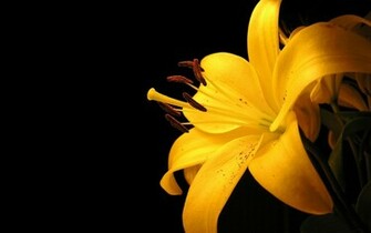 Yellow Flower Background Wallpaper