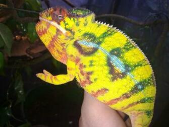 The Panther Chameleon Wallpaper Bwalles Gallery