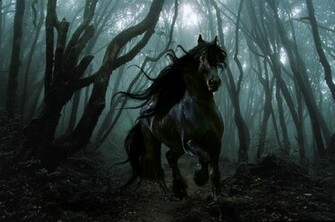 Beautiful Wallpaper Black Horse