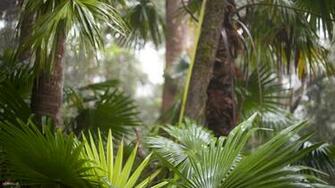 Tropical Rainforest Desktop Wallpaper Iskin Co Uk