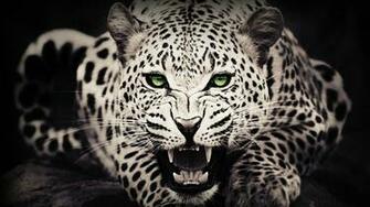 Description Leopard Wallpaper Is A Hi Res For Pc Desktops