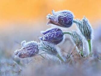 Winter Flower Flowers Ideas For Re