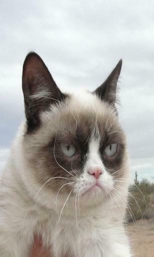 Grumpy Cat HD Wallpaper By Nn For Android