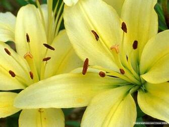 Flower Wallpaper Wallcoo Lily