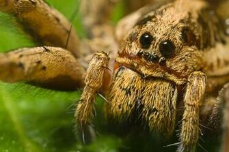 Wolf Spider Close Up Wide HD Wallpaper