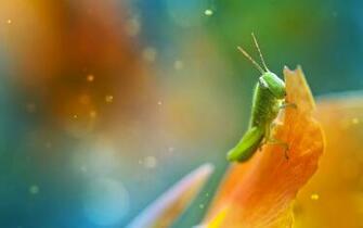 Light Green Grasshopper X Macro
