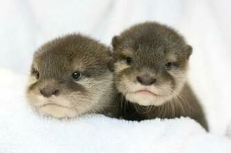 Six Flags Introduces New Baby Otters At Jackson Park