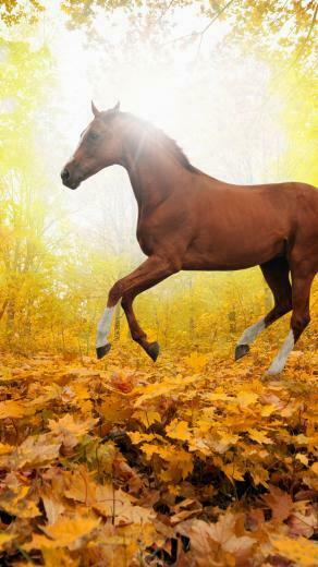 Fall iPhone Wallpaper Net