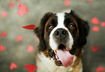 St Bernard Wallpaper HD