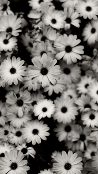 Aesthetic Daisy Wallpaper