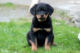 Related To Rottweilers Cats Dogs Wallpaper Popular
