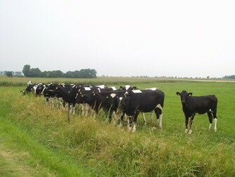 Cow Wallpaper Image And Animals Pictures