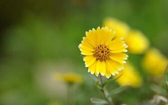 File Name Yellow Flower HD Wallpaper Pack Flgx Db