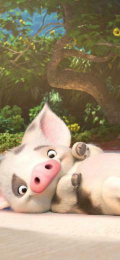 Pua Moana 4k Baby Pig Wallpaper iPhone HD