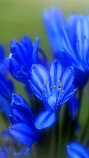 Blue Tulips Wallpaper iPhone