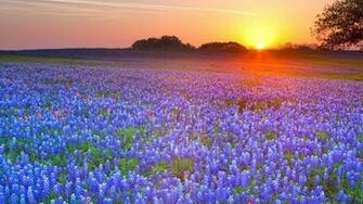 Texas Bluebonnet Wallpaper Image