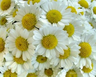 Pretty Flowers Wallpaper