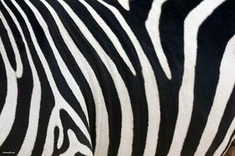 Zebra Background