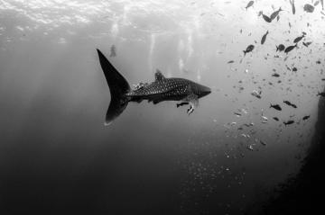 Galapagos Sharks Archives Nautilus Liveaboards