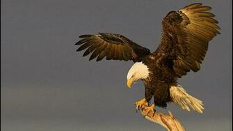 Animal Eagle Wallpaper