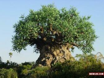 Tree Of Life Desktop Wallpaper