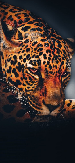 Leopard Animal Relaxed Portrait Wallpaper