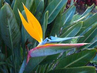 Bird Of Paradise Flower More Wallpaper World Beauty