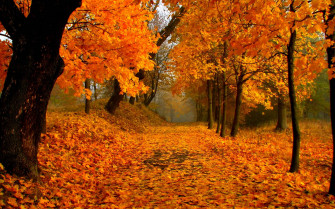 Fall Foliage Wallpaper HD