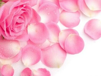 Flowers Wallpaper Photos Beautiful Rose Flower