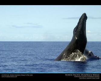 Hawaiian Islands Humpback Whale Desktop Wallpaper