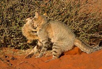 Image Feed The Wild Meerkats Pc Android iPhone And iPad Wallpaper