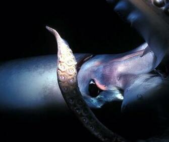 Squid Wallpaper Wpa1002171 Xscfpress