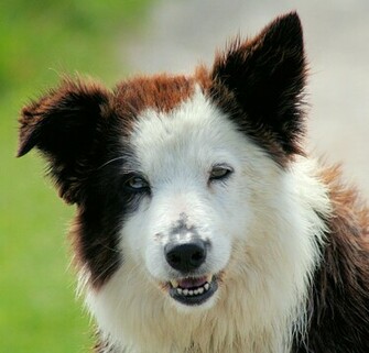 Description Border Collie Liver Portrait Jpg
