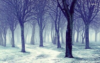 Winter Forest Wallpaper Nature