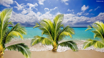 Palm Tree Desktop Wallpaper