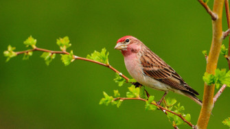 Bird Wallpaper HD