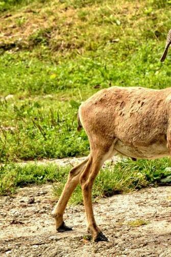 Mouflon European Ovis Orientalis Musimon Nature