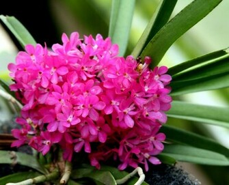 Orchids Flowers Wallpaper Ascocentrum